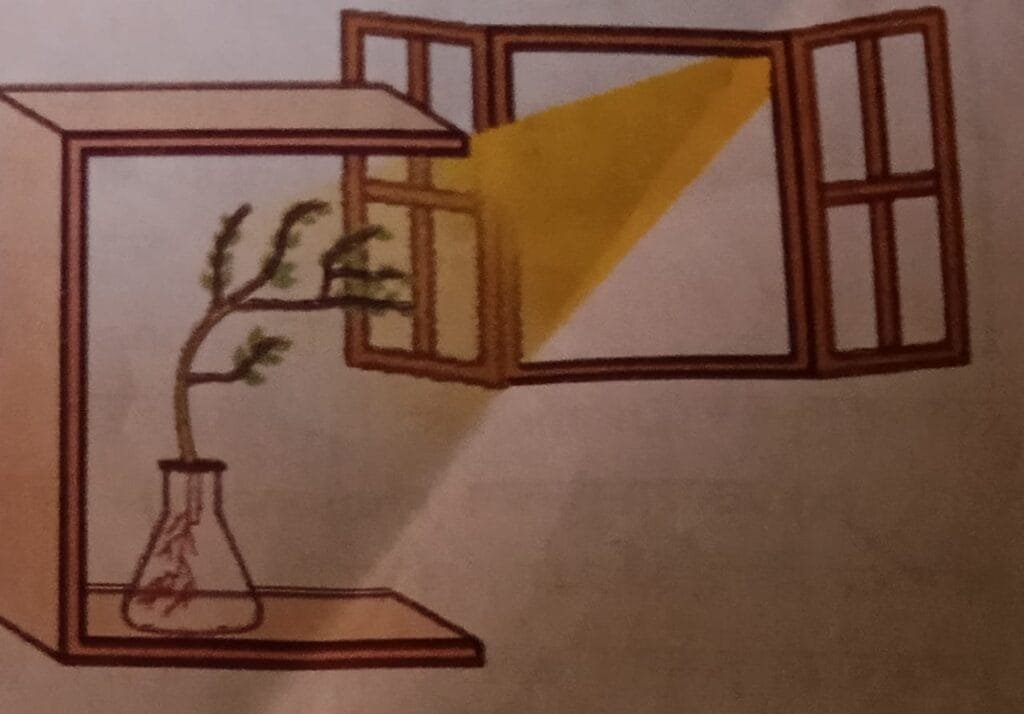 प्रकाश उद्दीपन के प्रभाव से पौधों के अंगों में जो गति उत्पन्न होती है उसे प्रकाश अनुवर्तन गति (Phototropism) कहते हैं।