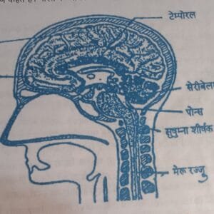 मस्तिष्क 