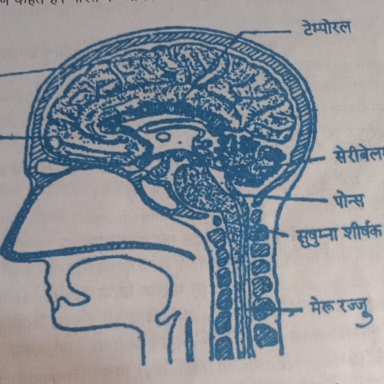 मस्तिष्क
