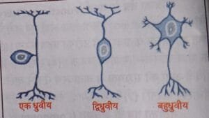 न्यूरॉन या नर्भसेल तंत्रिका तंत्र की रचनात्मक एवं क्रियात्मक इकाई है। 