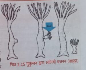 मुलकुन  द्वारा अलिंगी परजन 