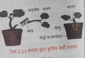 कलम द्वारा कृतिम वर्धी प्रजनन 