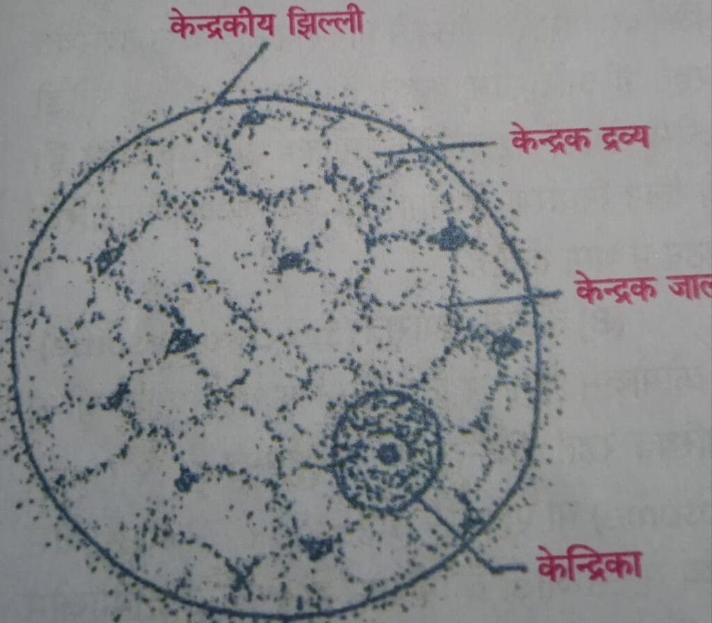 जीवन की निरन्तरता पाठ में केन्द्रक कोशिका का दिमाग है।