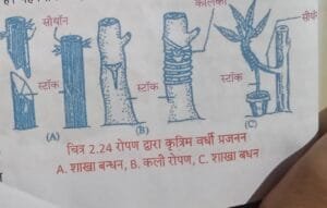 रोपण द्वाव कृतिम वर्धी प्रजनन 