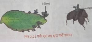 जीवन की निरन्तरता पाठ  में पत्ती और जड़ द्वारा वर्धी प्रजनन 