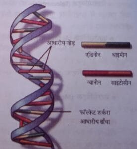 गुणसूत्र की बनावट पर टिपण्णी