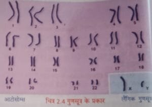 गुणसूत्र के प्रकार
