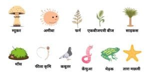 जीवन व इसकी विविधता