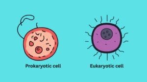 Prokaryotic cell Eukaryotic cell