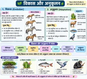 विकास और अनुकूलन