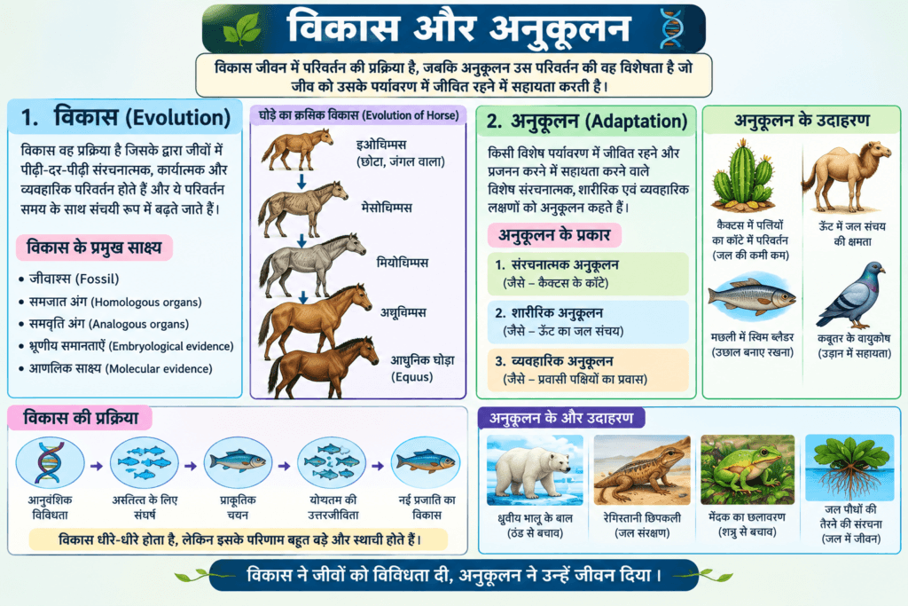 विकास और अनुकूलन